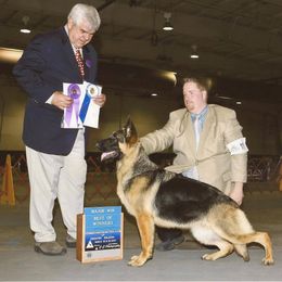 German Shepherds from DCAN's German Shepherds