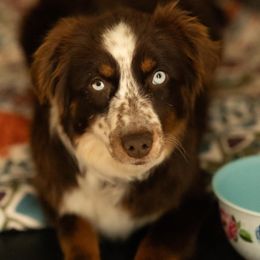 Daphne - Miniature Australian Shepherd