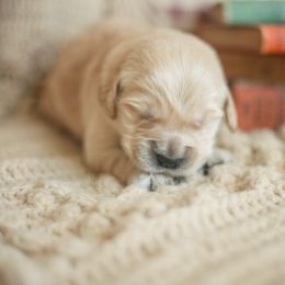 Miss Purple (Ginger) - Golden female Golden Retriever puppy in Paoli, Indiana from Rose n’ Thistle Farm