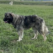 Nikola - Sarplaninac