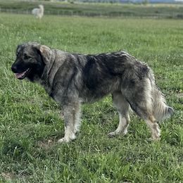 Nikola - Sarplaninac