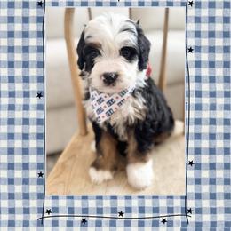 Yankee - Tri-color male Bernedoodle puppy in Central, Arizona from Cotton Lane Puppies
