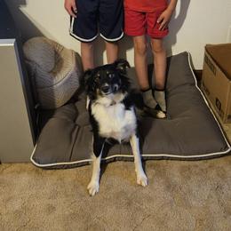 Miniature American Shepherds and Miniature Australian Shepherds from Valintina's MAS