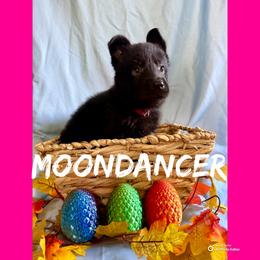 Moondancer - Black female German Shepherd puppy in Lewisburg, Kentucky from RED’s German Shepherds