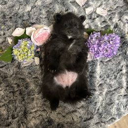 Nanny - Black parti female Pomeranian puppy in Scio, Oregon from Mac Daddy Poms