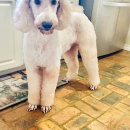 Prince - Poodle
