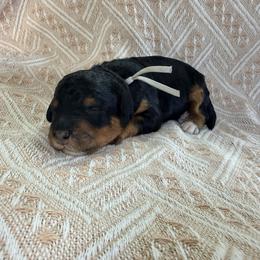 Ice Cream - Gray - Phantom female Bernedoodle puppy in Charleston, South Carolina from Palm Belle Doodles