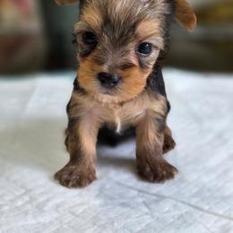 Chyna's Boy 5 - Black and tan male Yorkshire Terrier puppy in Aiken, South Carolina from Sio's Yorkies