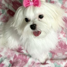 Lexie - Maltese