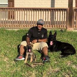 German Shepherd Puppies from Guamany K9 Vomhaus