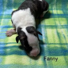 Fanny - White and fawn brindle female Whippet puppy in Plainfield, Indiana from Rose Acre Whippets