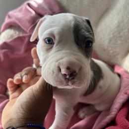 Galileo - White male American Pit Bull Terrier puppy in Frederick, Maryland from •Wyngate Pits•