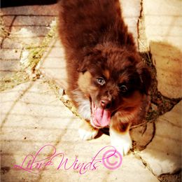 Australian Shepherd Puppies from Libre Winds Australian Shepherds