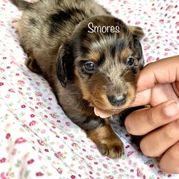 Aussiedoodle, Australian Shepherd, Dachshund, and Miniature Australian Shepherd Puppies from Bline’s Awesome Aussies at the Bline Family Farm