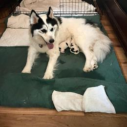 Siberian Husky Puppies from Royal Siberian AKC Huskies