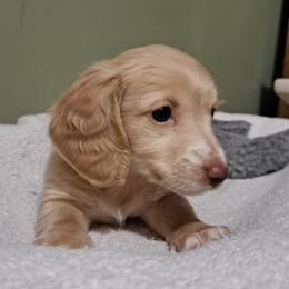 Lyla - Dachshund