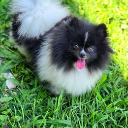 Taffy - Pomeranian
