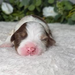Twixie - Red merle female Australian Shepherd puppy in Summerville, South Carolina from Flowertown Aussies