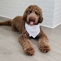 Bambi - Goldendoodle