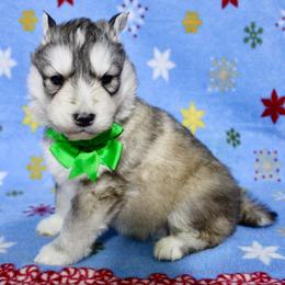 Forest(S4) - Gray and white male Siberian Husky puppy in Lunenburg, Vermont from SNOW WOOLY HUSKY