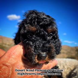 Mr. Yellow - Black phantom male Aussiedoodle puppy in Dolan Springs, Arizona from High Desert Companions