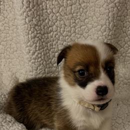 Girl 2 - White and red female Pembroke Welsh Corgi puppy in Dickinson, Texas from Gulf Coast Corgis