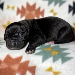Madison - Black female Great Dane puppy in Scottsburg, Virginia from Virginia Great Danes