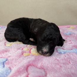 Halo - Black female Poodle puppy in Stilwell, Oklahoma from LR&R Dog Co.