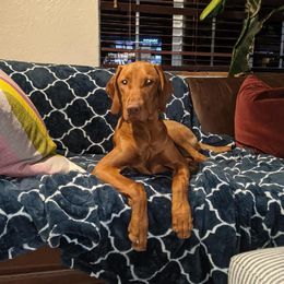 Vizsla Puppies from Virag Vizsla