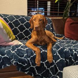 Vizsla Puppies from Virag Vizsla