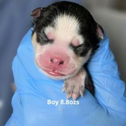Thor - Black and white male Pomsky puppy in Fredericksburg, Virginia from Purely Pomskies