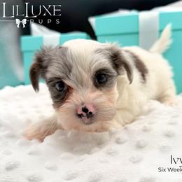 Ivy - Merle female Morkie puppy in Scottsdale, Arizona from Lil Luxe Pups
