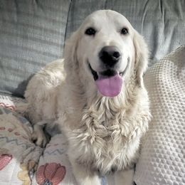 Bismarck - Light golden male Golden Retriever puppy in Fithian, Illinois from LOMAH Retrievers