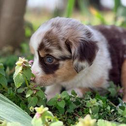 Olive (ASDR and AKC) - Red merle female Miniature American Shepherd puppy in Stockton, Missouri from Kizmit Farmz