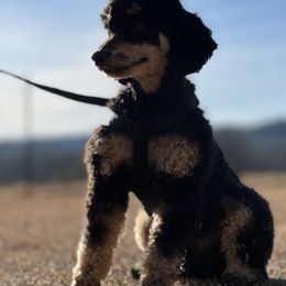 Max - Poodle