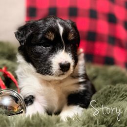 Story - Black tri-color female Australian Shepherd puppy in West Virginia from Mountain Trail Aussies