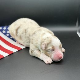 Copper - Red merle male Australian Shepherd puppy in Camp Springs, Kentucky from Diamond Paws Australian Shepherds