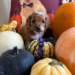Autumn - Red  female Goldendoodle puppy in Chino Valley, Arizona from Bass Creek Doodles
