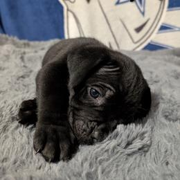 Cane Corso Puppies from Regal guardian cane corso