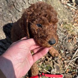 Red  Collar - Red  female Poodle puppy in Henagar, Alabama from Windy Oak Kennels