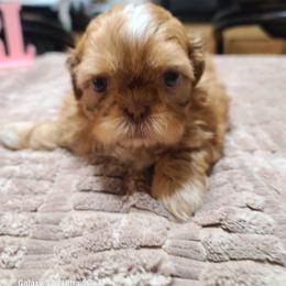 Girl 1 - Liver and white female Shih Tzu puppy in Belleville, Michigan from Patricia's Heavenly Earth Angels
