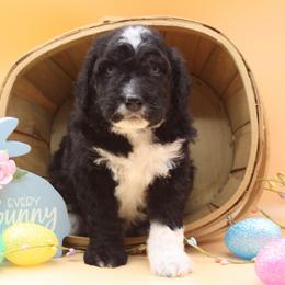 Dark Brew - Black and white male Bernedoodle puppy in Scottsville, Kentucky from Barren River Bernedoodles and Poodles
