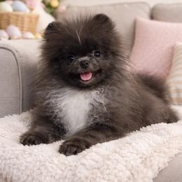 AKC Blue Tiny puppy - Blue male Pomeranian puppy in Santa Rosa, California from Cute California Poms
