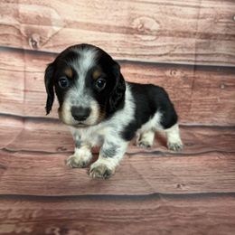 Perry - Gray (blue) and tan male Dachshund puppy in Chariton, Iowa from Mia Lucky Home