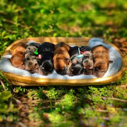 Morkie puppies from Seeking Shalom Acres Maltese, Maltipoos & Havamalts