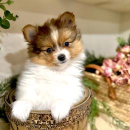 Pomeranian puppies from ThePomPack