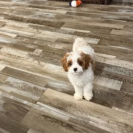 Kelly - Blenheim female Cavapoo puppy in Wayland, New York from Loris Pampered Pooches💕