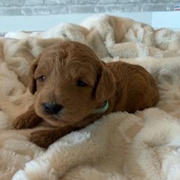 Paul Revere - Apricot male Cavapoo puppy in Payson, Utah from Country Sky Doodles