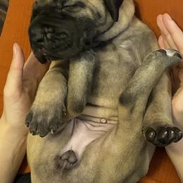 Bedlington Terrier and Great Dane Puppies from Show Bedlingtons