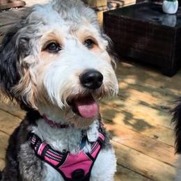 Bernedoodles, Goldendoodles, Golden Retrievers, Irish Doodles, and Poodles from Red String Farmstead